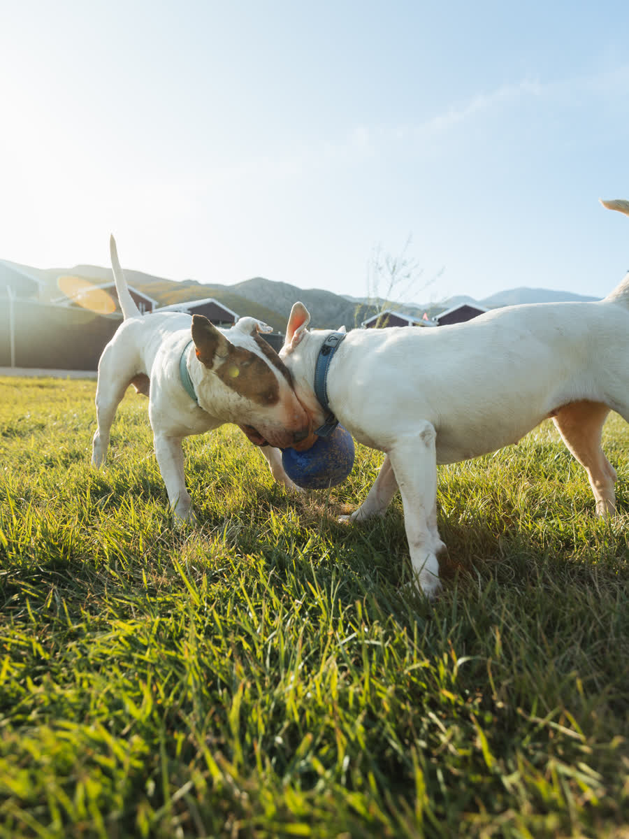 Two bull terriers playing on grass, backlit against distant hills
